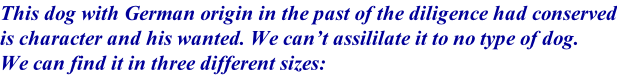 This dog with German origin in the past of the diligence had conserved is character and his wanted. We can’t assililate it to no type of dog. We can find it in three different sizes: