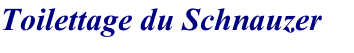 Toilettage du Schnauzer