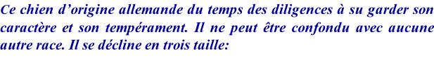Ce chien d’origine allemande du temps des diligences à su garder son caractère et son tempérament. Il ne peut être confondu avec aucune autre race. Il se décline en trois taille: