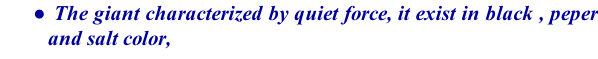 The giant characterized by quiet force, it exist in black , peper and salt color,