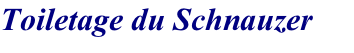 Toiletage du Schnauzer